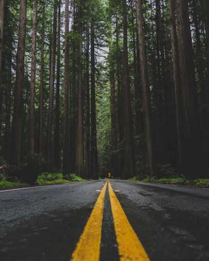 A vertical shot of an empty road in the middle of a forest with tall green trees