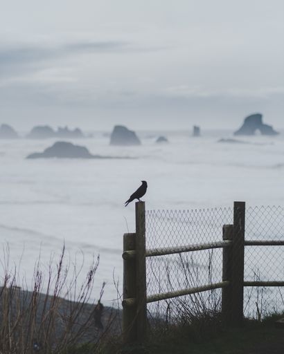 A vertical shot of a bird standing on a fence with a blurred sea in the background