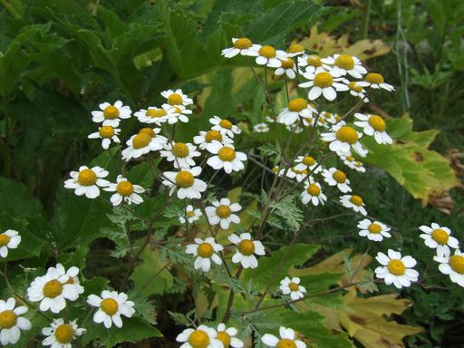 A selective focus shot of beautiful daisies in a field in Armenia