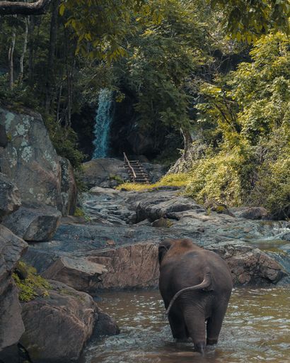 A vertical shot of a baby elephant walking in a pond with green trees in the distance