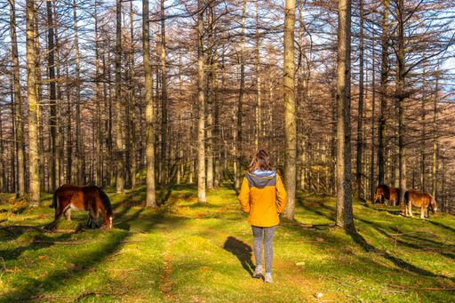 A young female hiker in a yellow jacket next to a wild horse in the Oianleku beech forest