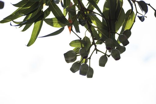 A low angle shot of bay laurel branches on a white background