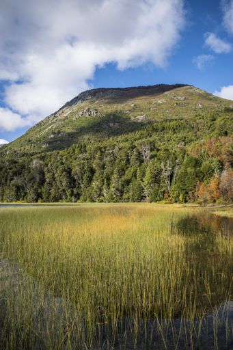 A vertical shot of a pond covered in the grass surrounded by rocky mountains and trees