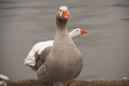 A selective focus shot of a brown duck standing by a lake near other ducks