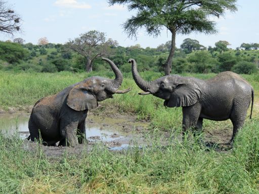 A closeup shot of elephants playing near a mud pond in a field in Tarangire, Tanzania