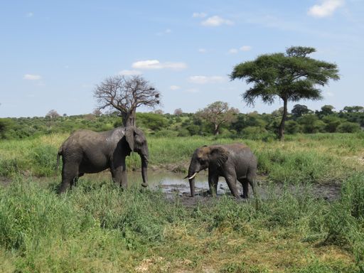 A closeup shot of elephants playing near a mud pond in a field in Tarangire, Tanzania