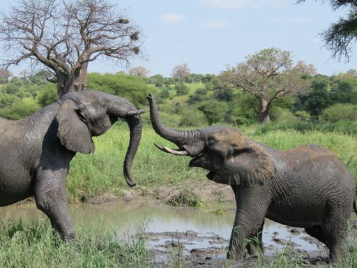 A closeup shot of elephants playing near a mud pond in a field in Tarangire, Tanzania