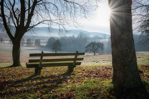 A wooden bench in a grassy field near trees with the sun shining in the background