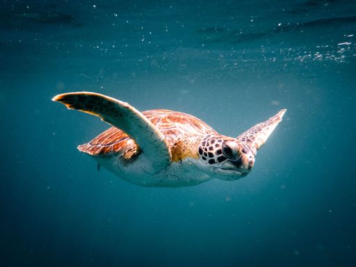 A sea turtle swimming in crystal clear water
