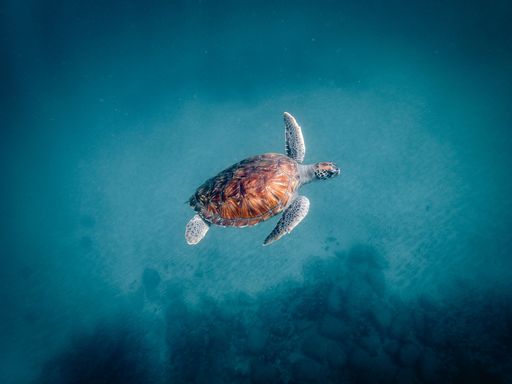A sea turtle swimming in crystal clear water