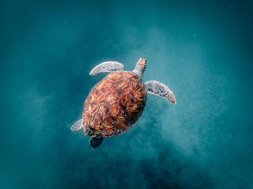 A sea turtle swimming in crystal clear water