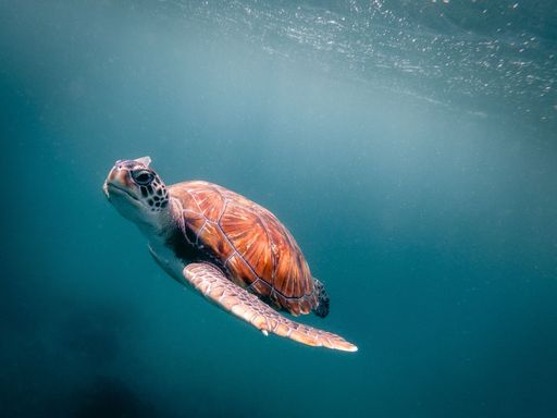 A sea turtle swimming in crystal clear water
