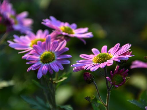 A selective focus shot of blooming pink flowers in the greenery