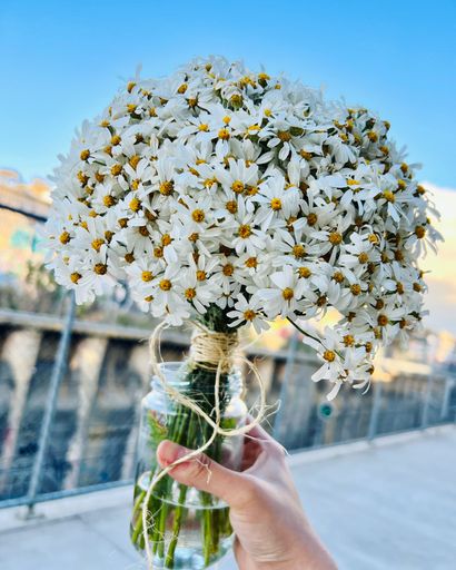 A vertical shot of human hand holding a bunch of beautiful white daisies in a jar