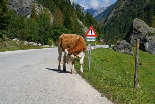 A ginger and white cow on the asphalt road near a sign