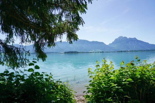 A beautiful shot of a Forggensee surrounded by mountains and forests under the blue sky