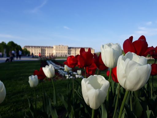 A closeup shot of blooming tulips