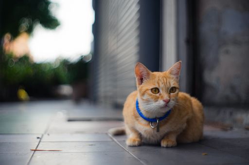 A shallow focus shot of a Ginger cat