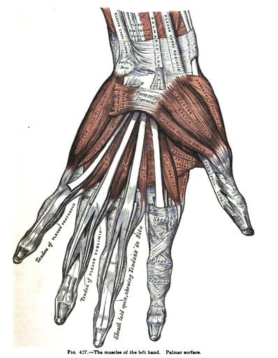 A vertical anatomy drawing and text of the muscles of the left hand, from the 19th-century