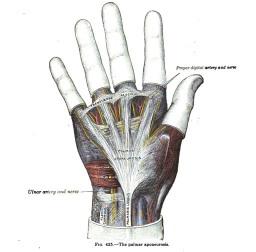 An anatomy drawing and text of the palmar aponeurosis, from the 19th-century