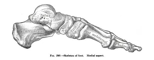 An anatomy drawing and text of the skeleton of the foot, from the 19th century