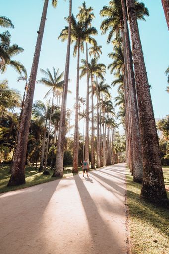Landscape of a male guy on a road full of palm trees in Rio de Janeiro