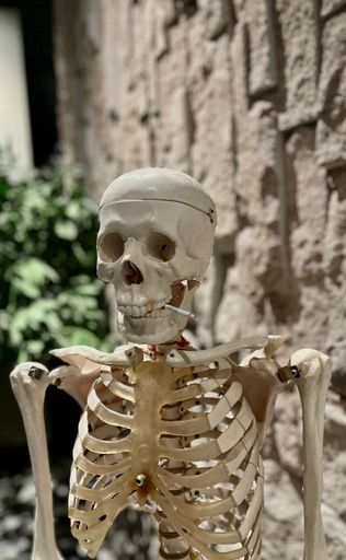 A vertical shot of a skeleton with a cigarette - smoking kills concept