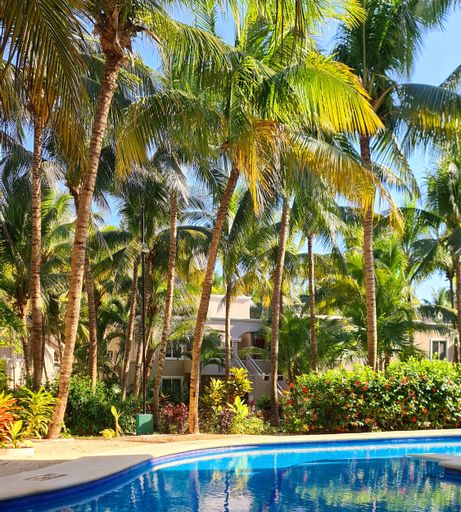 A vertical shot of palm trees near the pool