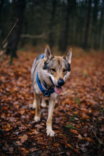 A vertical shot of a wolfdog walking on the ground fully covered with orange leaves in the forest