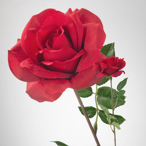 A closeup shot of a bright red rose isolated on a white background