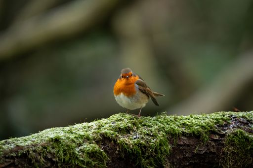 A selective focus shot of an orange European robin perched on a mossy branch