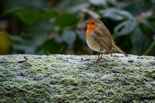 A selective focus shot of an orange European robin perched on a mossy branch
