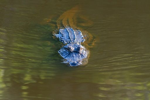 A closeup shot of an alligator at circle-B-bar Ranch/Reserve near Lakeland, Florida