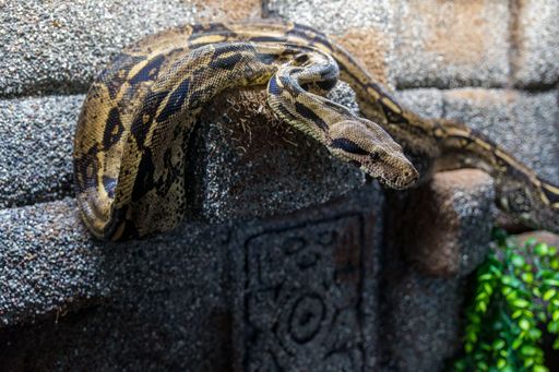 A closeup shot of a boa constrictor preparing to attack on a rock surface