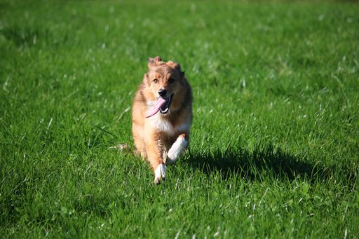 A closeup shot of a brown domestic rough collie  dog running on the grass under the sunlight
