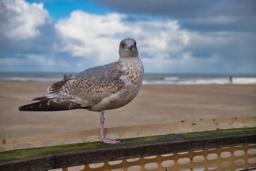 A selective focus shot of a gull perching on a wooden fence on a cloudy day in Oostende, Belgium