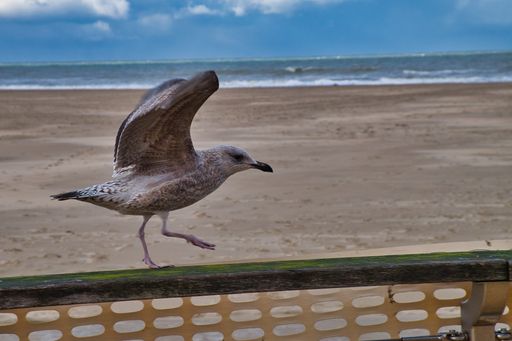 A selective focus shot of a gull flying over a wooden fence on a cloudy day in Oostende, Belgium