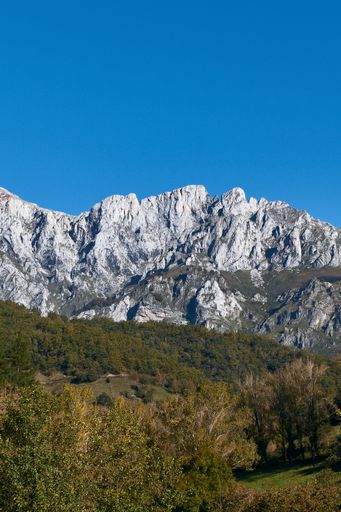 A vertical shot of a forest near rocky mountai
