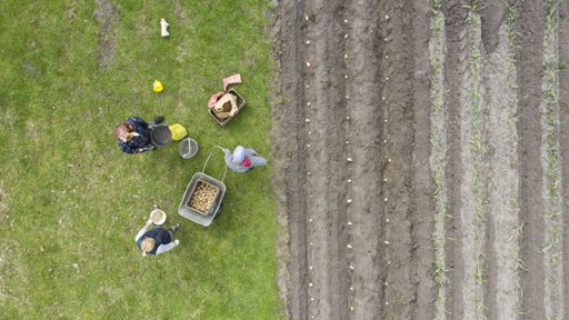 An aerial shot of people harvesting using a wheelbarrow in an agricultural field