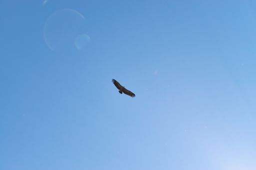 A low angle shot of a flying kite bird under a blue sky b