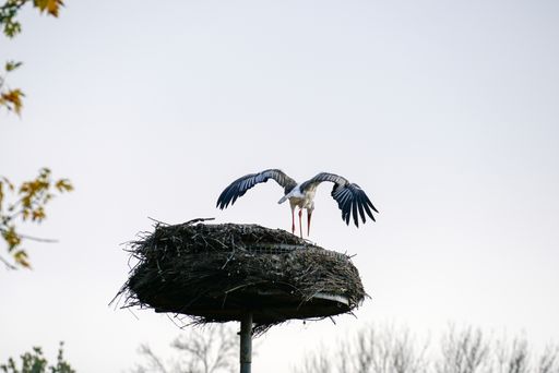 A beautiful shot of a stork in its nest on background of the clear s