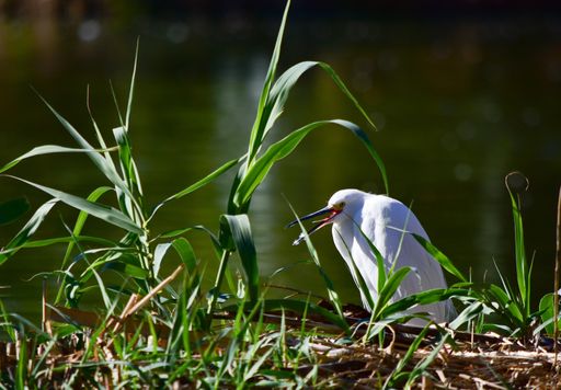 A white waterbird sitting on the grass near the lake with a blurred background