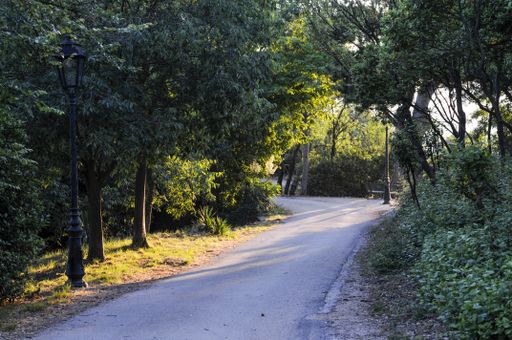 A narrow road surrounded by tall trees in France in the summer dawn at the Park Colline Saint Europe