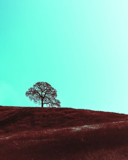A vertical low angle shot of a single tree on a hill under a clear blue sky