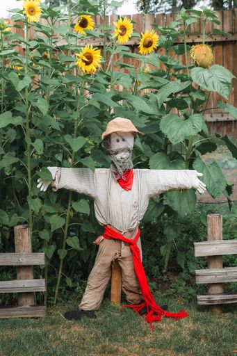 A vertical shot of a scarecrow with high sunflowers on the background