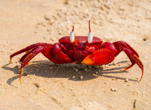 A close-up shot of a red earth crab on the sandy beach