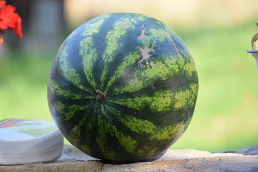 A closeup shot of a watermelon and napkins left on the ground on the blurred background