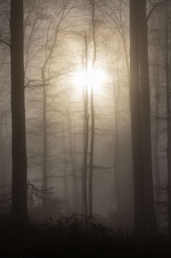 A scenic view of a misty morning in a tranquil forest in the quaint town of Solothurn, located in the Wisen municipality of Switzerland