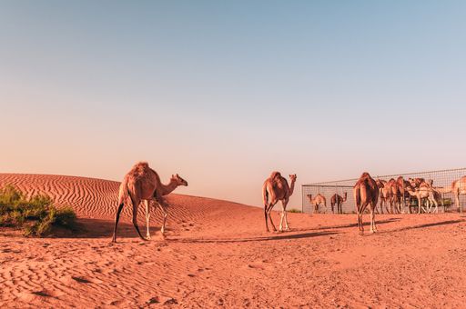 A sunny desert with camels walking to the cage