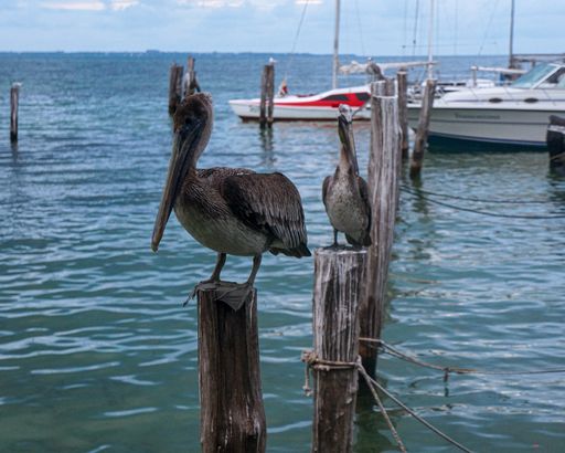 A pelican sitting on a tree plant in the water